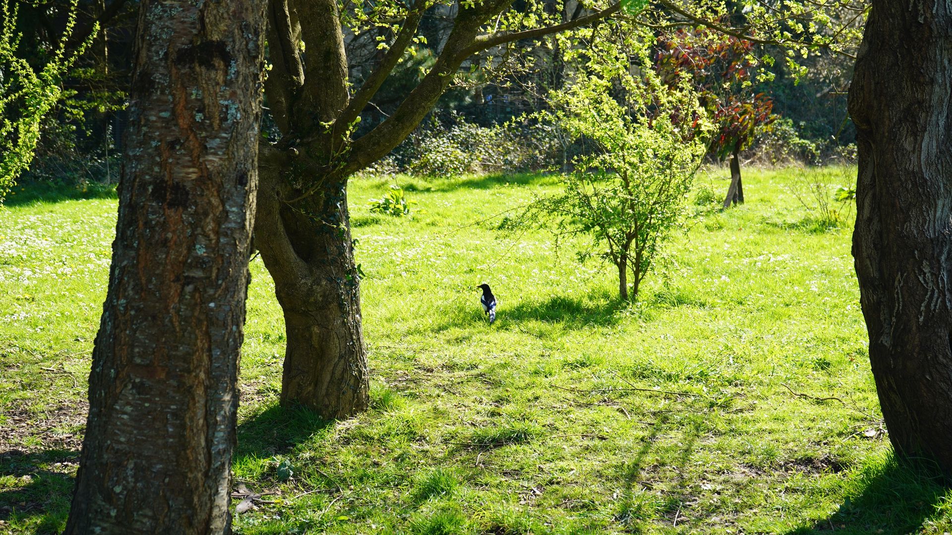 Cardiff Met greenspace featuring a wild raven