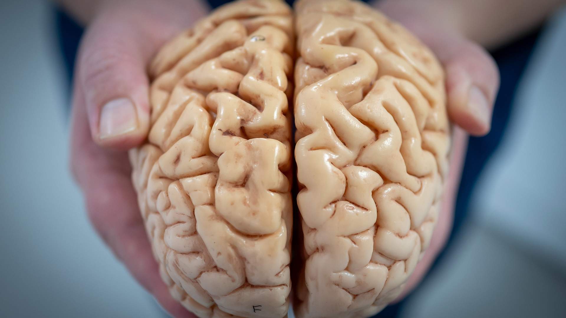 Two hands gently hold a realistic model of a human brain, displaying its intricate folds and grooves in a natural skin tone. The background is softly blurred, emphasizing the detail of the brain model.