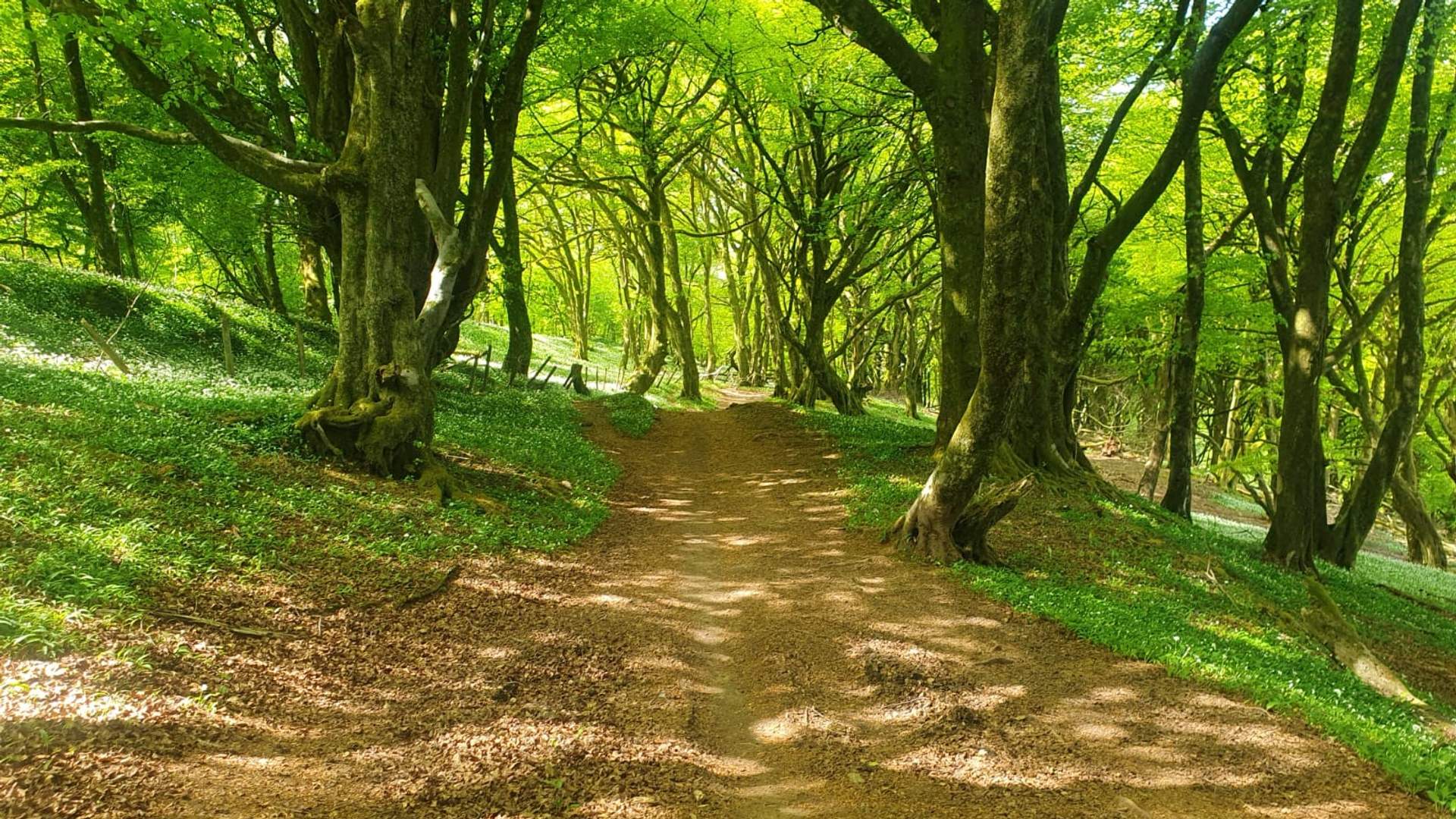Dirt walkway through a woodland illuminated by sunlight