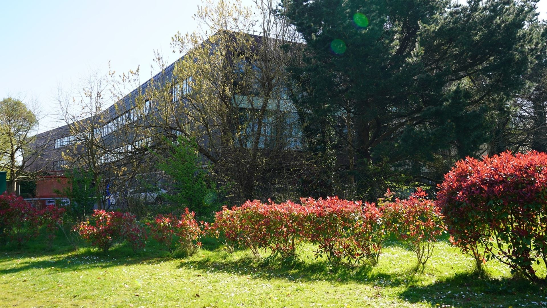 Flowers and green space on a sunny day at the Llandaff campus