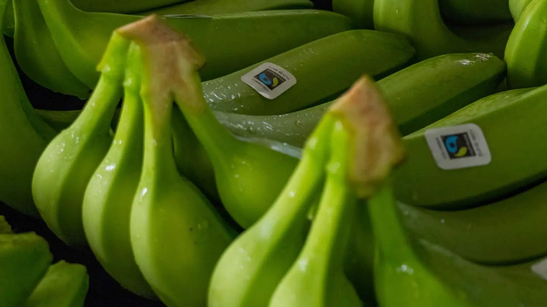 Bunches of bananas with Fairtrade stickers