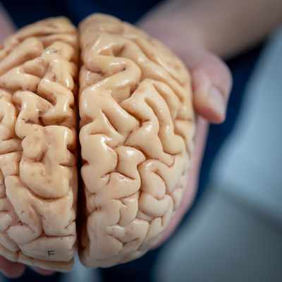 Two hands gently hold a realistic model of a human brain, displaying its intricate folds and grooves in a natural skin tone. The background is softly blurred, emphasizing the detail of the brain model.