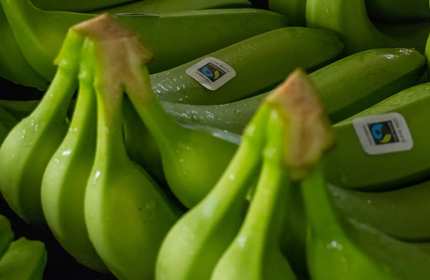 Bunches of bananas with Fairtrade stickers