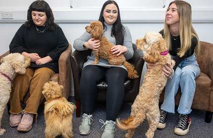 Three people sitting in chairs, each interacting with a dog. There are two brown poodles on their laps and a golden retriever standing and engaging with them. They are in a room with a carpeted floor and a plain white wall behind them.