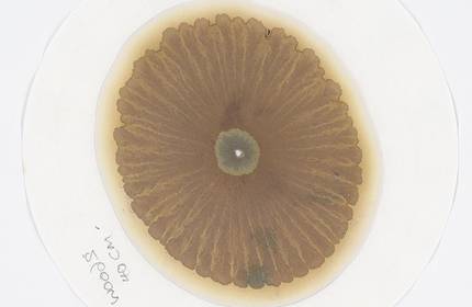 A soil sample under a microscope