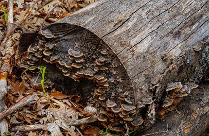 Rotting wood with fungi on a woodland floor
