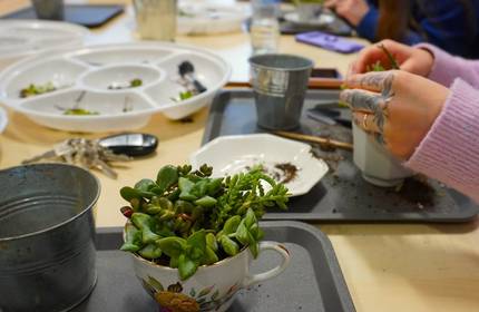 A table featuring small succulents and plant roots