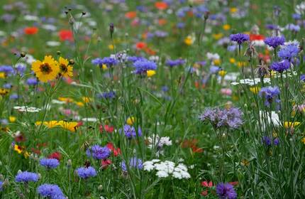 A collection of colourful wildflowers growing in long grass