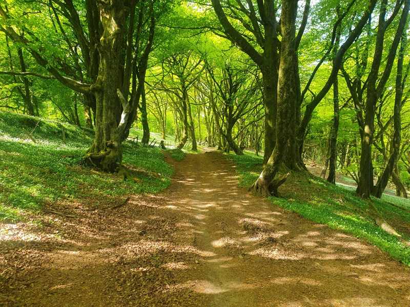Dirt walkway through a woodland illuminated by sunlight