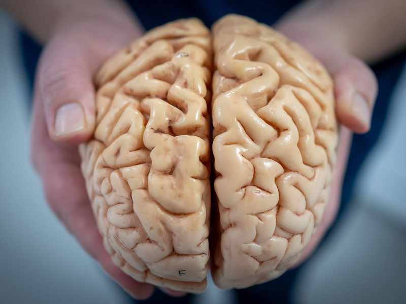 Two hands hold a realistic model of a human brain, displaying its intricate folds and grooves.