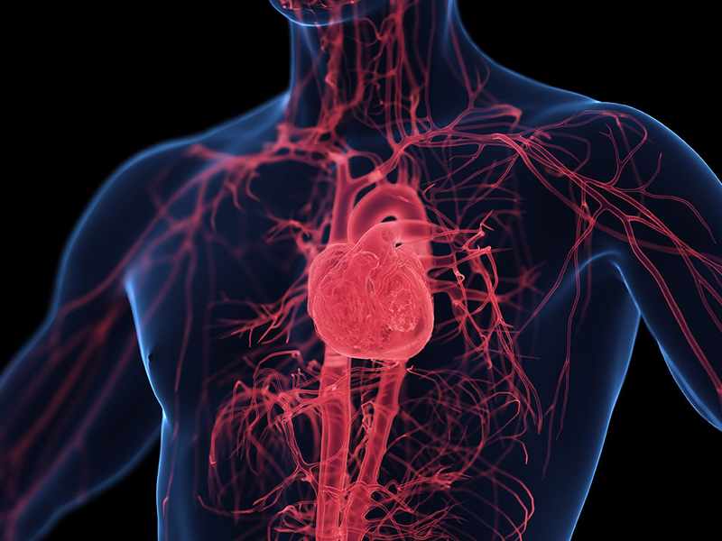 3D digital illustration of the human circulatory system, showing the heart and blood vessels in red against a semi-transparent blue body.