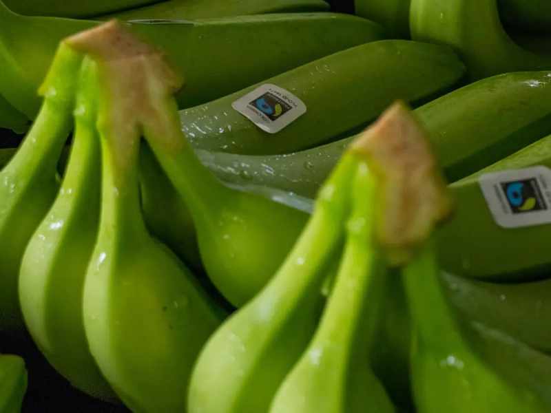 Bunches of bananas with Fairtrade stickers