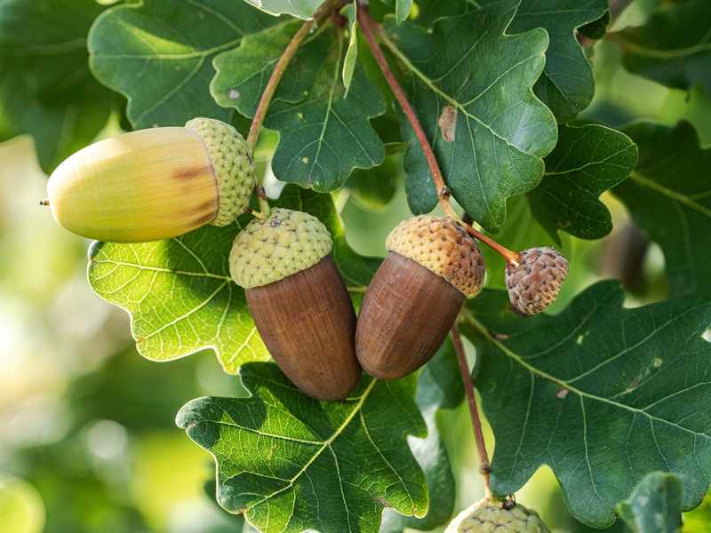 Acorns on a tree on a sunny day