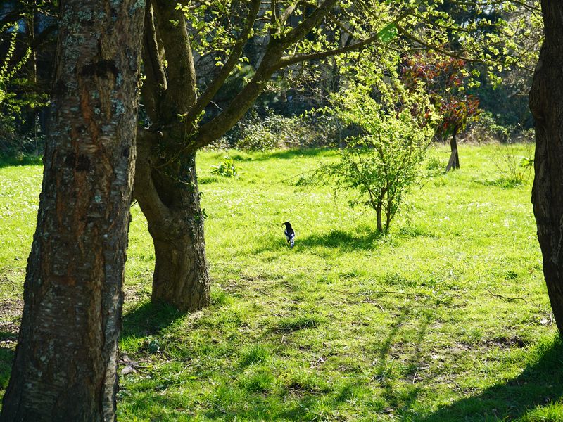 Cardiff Met greenspace featuring a wild raven