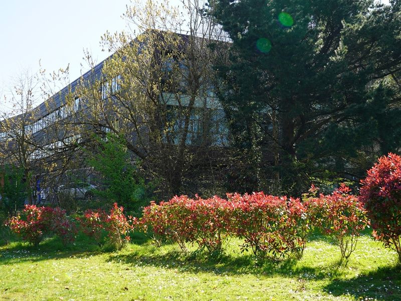 Flowers and green space on a sunny day at the Llandaff campus