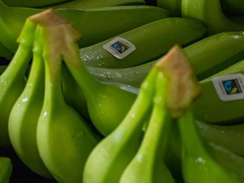 Bunches of bananas with Fairtrade stickers