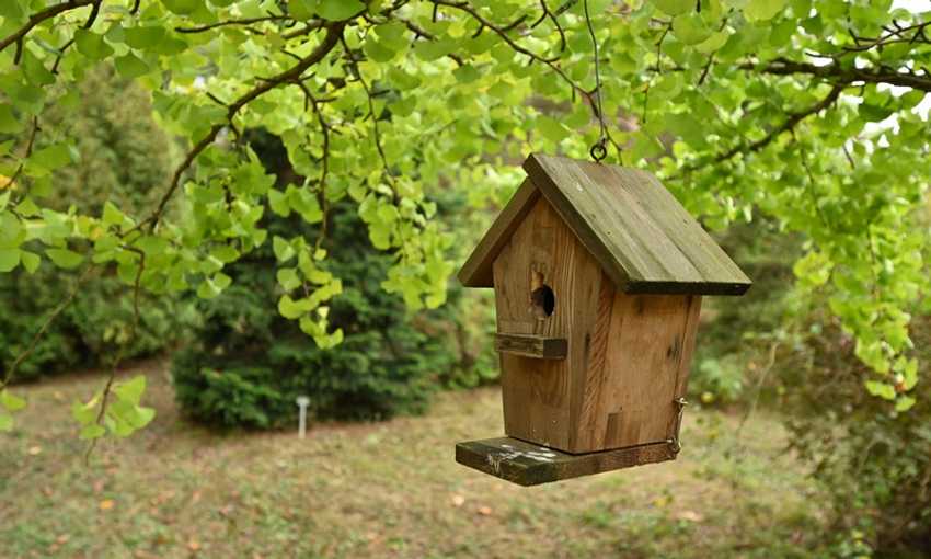 Wooden bird box in a wooded area