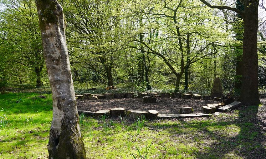 A green space in between trees on Cyncoed campus