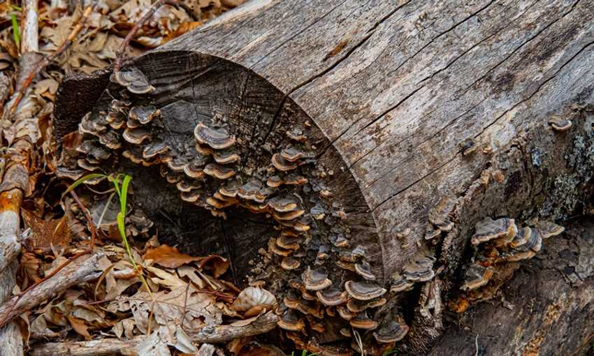 Rotting wood with fungi on a woodland floor