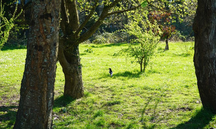 Cardiff Met greenspace featuring a wild raven