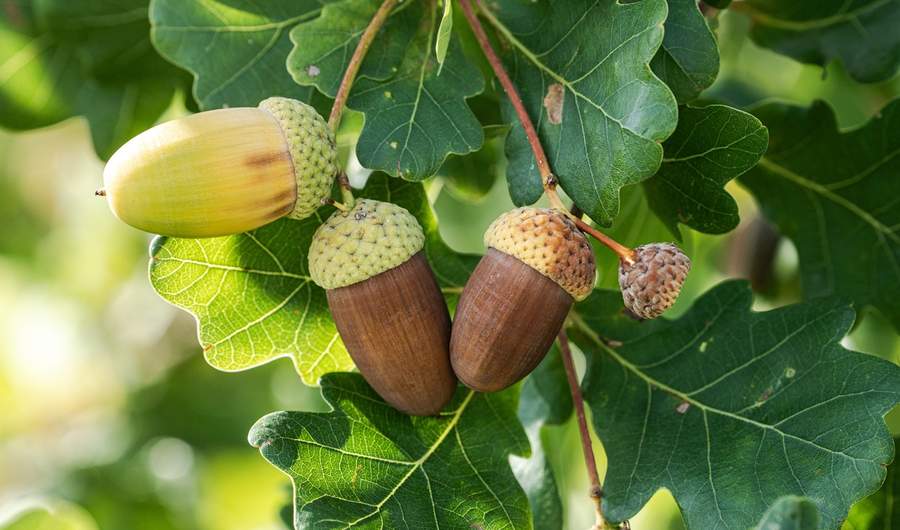 Acorns on a tree on a sunny day
