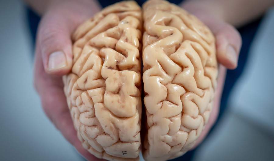 Two hands hold a realistic model of a human brain, displaying its intricate folds and grooves.