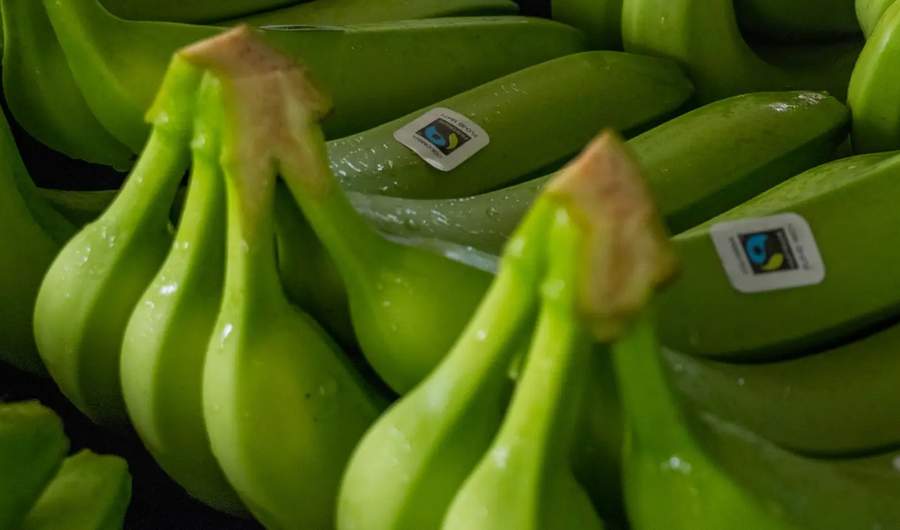 Bunches of bananas with Fairtrade stickers